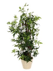Jasmine Flower Bush