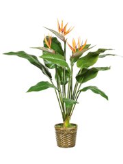Bird of Paradise Plant