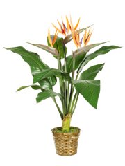 Bird of Paradise Plant