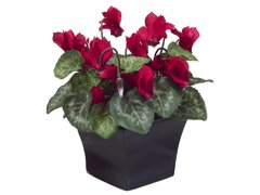 Cyclamen