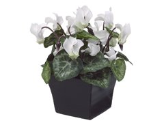 Cyclamen