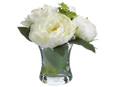 Peony Amaryllis
