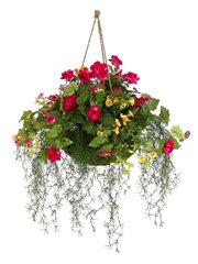 Victoria Garden Hanging Basket Mixed
