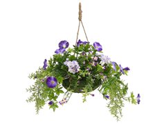 Victoria Garden Hanging Basket Purple Mixed