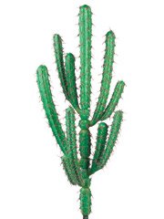 Hairbrush Artificial Cactus