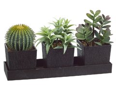 3 Styles Cactus Mixed