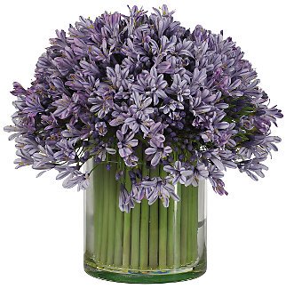 Agapanthus w/Cylinder Vase