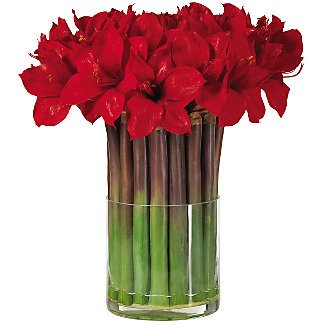 Amaryllis w/Cylinder Vase