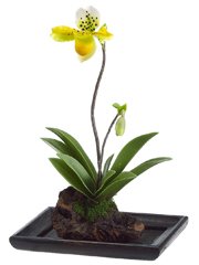 Lady's Slipper Orchid Plant in Wood Container