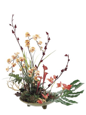 Elegant Apricot Green Phalaenopsis Wood Branch In Plate