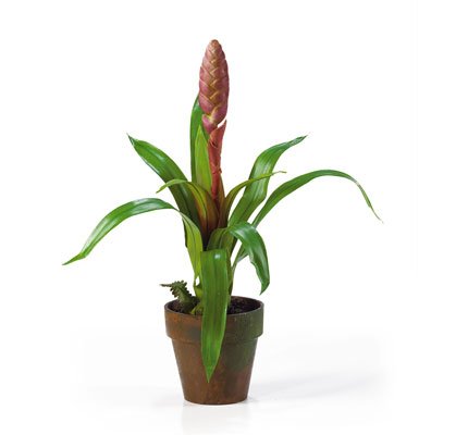 Potted Single Sword Bromeliad - Mauve