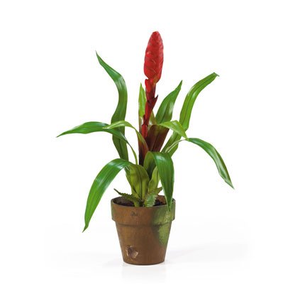 Potted Single Sword Bromeliad - Red