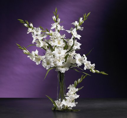 36" Gladiola Stem (Set of 12) - White