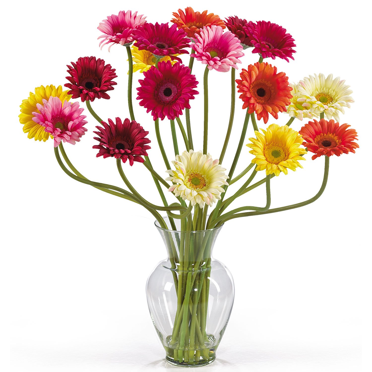Gerber Daisy Liquid Illusion - Assorted