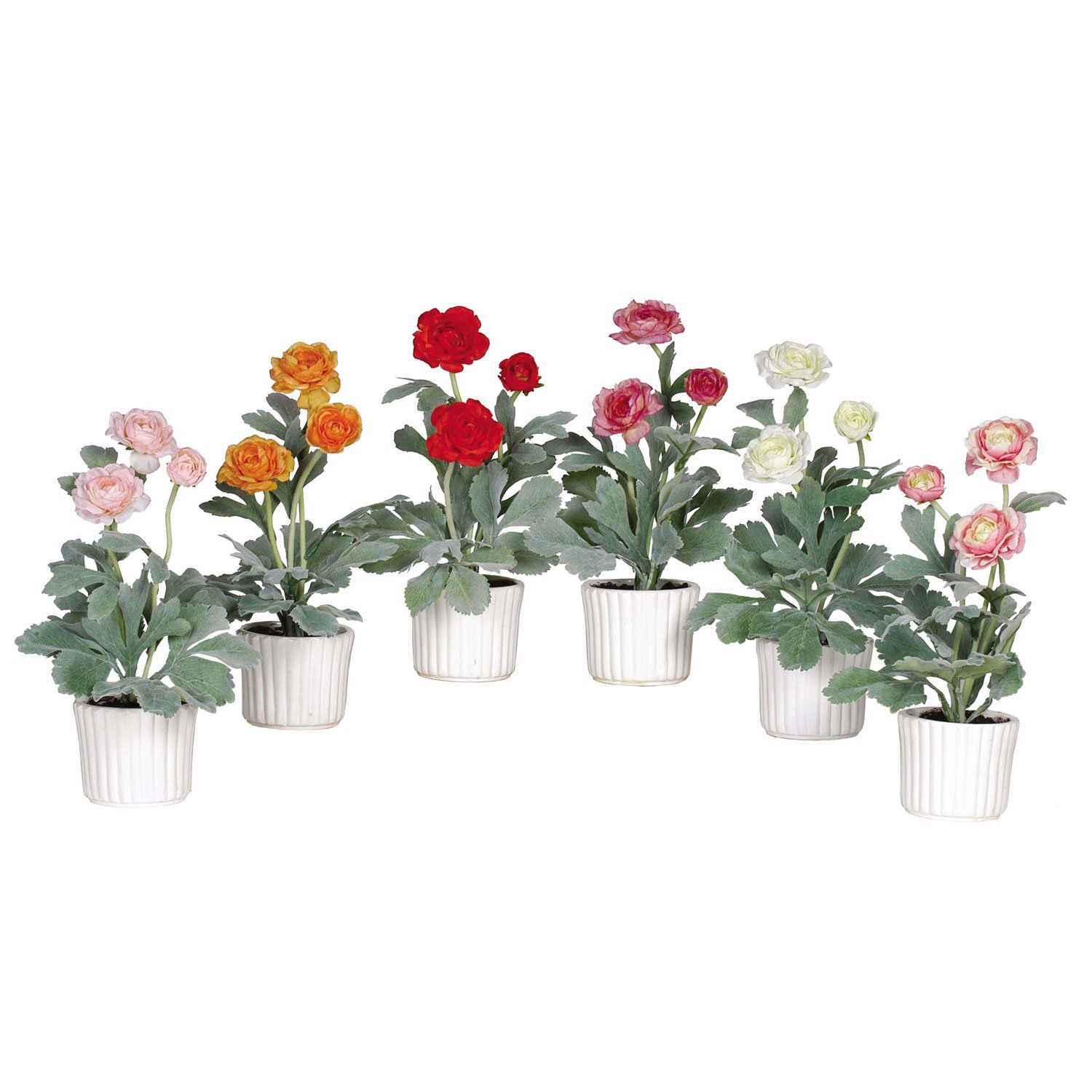Ranunculus w/White Vase (Set of 6)