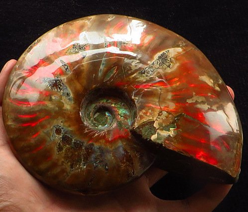5.5" Large Red Fire OPAL Bowl AMMONITE Fossil Gemstone Pyrite Crystal POSITIVE EArth Energy Healing