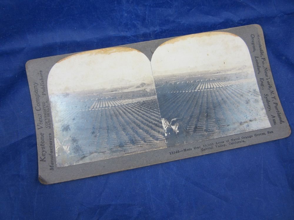 Stereograph Stereoview card Keystone View 13546 Navel Orange Grove San Gabriel