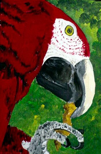 OSWOA Red Macaw