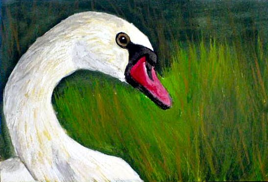OSWOA White Swan