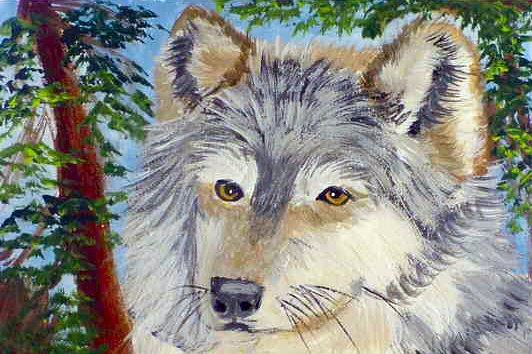 Grey Wolf