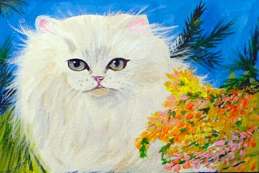 Long Haired White Cat