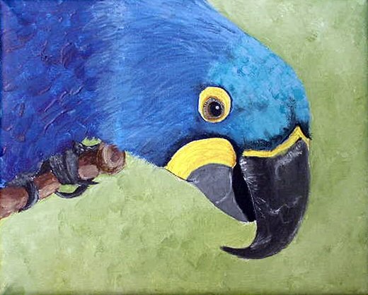 Hyacinth Macaw, ready to hang