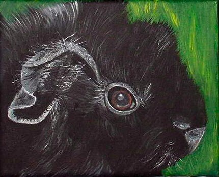 Black Long Haired Guinea Pig, ready to hang