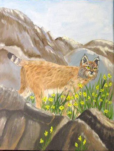 Bobcat, 9x12, ready to hang