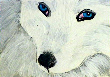 ACEO White Arctic Fox