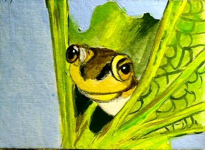 ACEO Peeking Frog