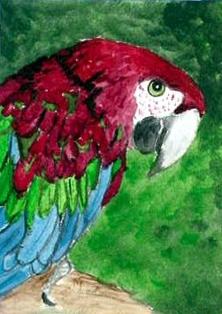 ACEO Greenwing Macaw
