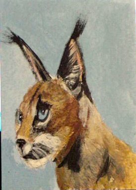 ACEO Caracal Cat