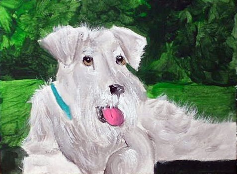 ACEO White Schnauzer Dog