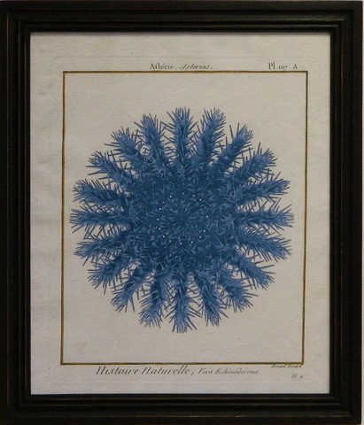 Sea Urchin I - Blue