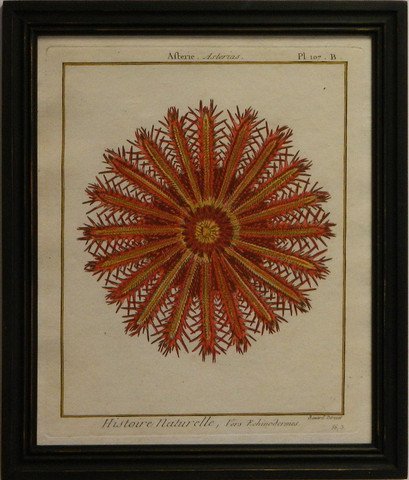 Sea Urchin II - Red