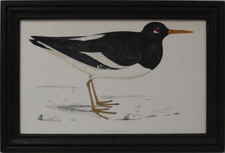Oyster Catcher
