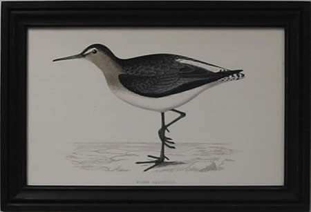 Green Sandpiper