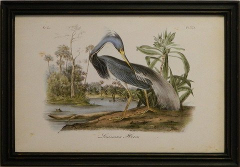 Audubon Louisiana Heron
