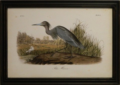 Audubon Blue Heron