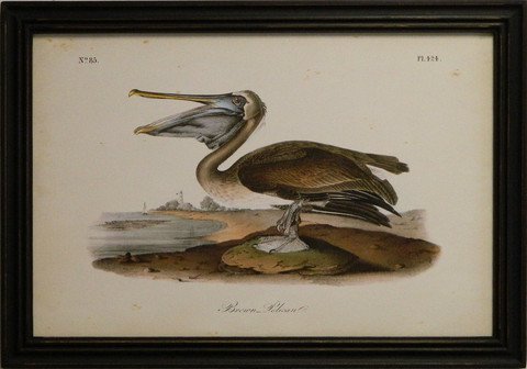 Audubon Brown Pelican