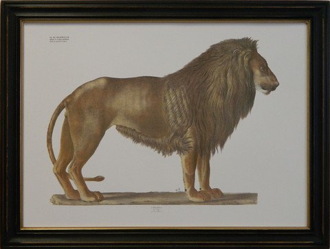 August Goldfuss Lion