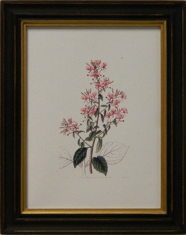 Edwards botanical II