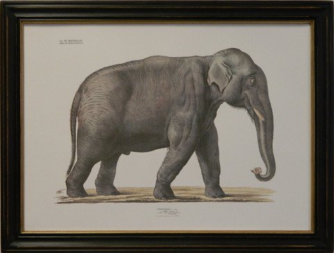August Goldfuss Elephant