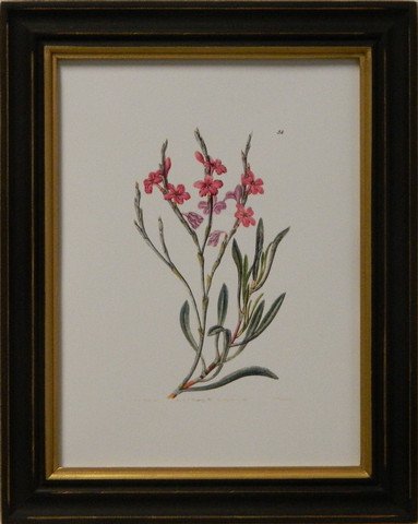 Edwards botanical III