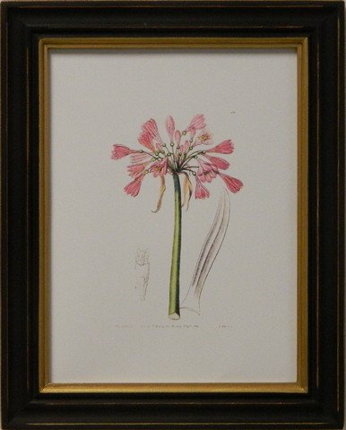 Edwards botanical IV