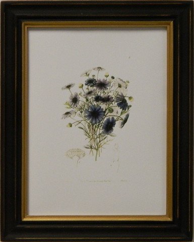 Edwards botanical V
