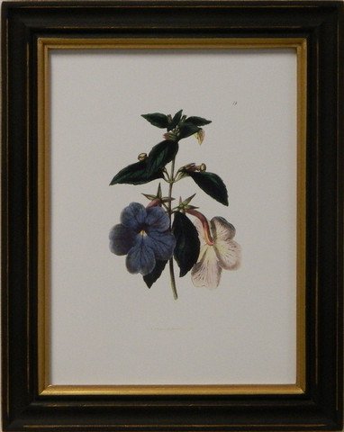 Edwards botanical VII