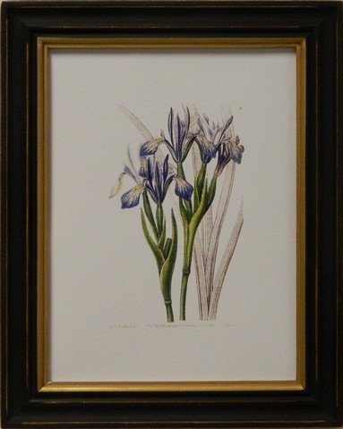 Edwards botanical VIII