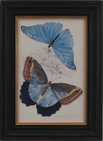 Butterfly Plate