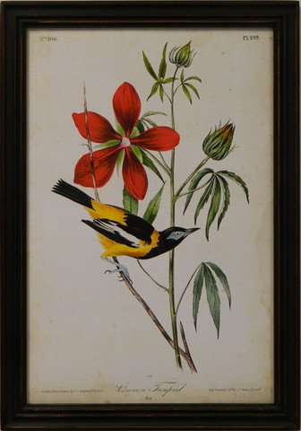 Audubon Common Tropial